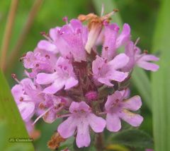 Thymus longicaulis