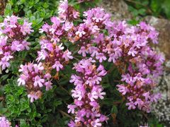 Thymus longicaulis