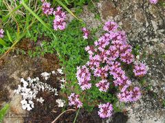 Thymus longicaulis