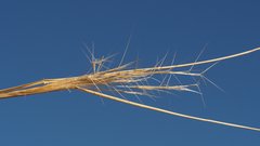 Aristida ternipes gentilis