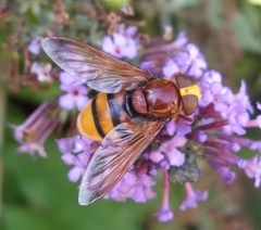 Volucella zonaria