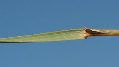 Aristida ternipes gentilis