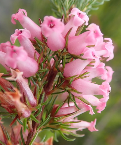 Image of Erica daphniflora by (c) Nicola van Berkel, some rights reserved (CC BY-SA)