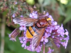 Volucella zonaria