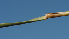 Aristida ternipes gentilis