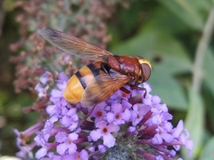 Volucella zonaria