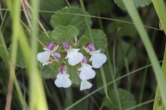Teucrium pyrenaicum