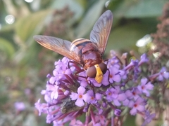 Volucella zonaria