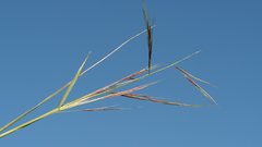 Aristida ternipes gentilis