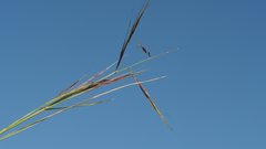 Aristida ternipes gentilis