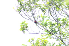 Ramphocelus nigrogularis