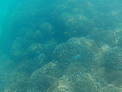 Caranx caballus