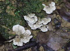 Campanella junghuhnii