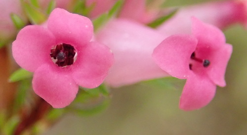 Image of Erica daphniflora by (c) Nicola van Berkel, some rights reserved (CC BY-SA)