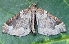 Eulithis flavibrunneata