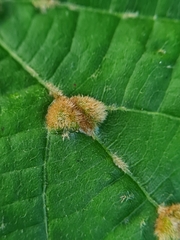 Eriophyes exilis