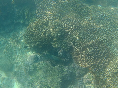 Microspathodon bairdii