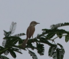 Prinia inornata