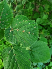 Eriophyes exilis