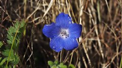 Nemophila menziesii menziesii