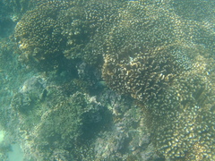 Microspathodon bairdii