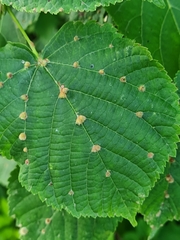 Eriophyes exilis