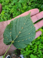 Eriophyes exilis
