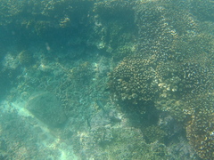 Microspathodon bairdii