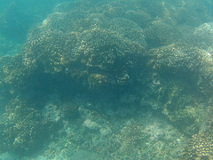 Microspathodon bairdii