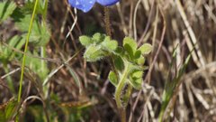 Nemophila menziesii menziesii