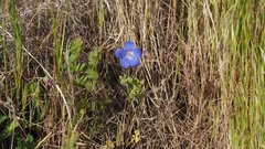 Nemophila menziesii menziesii