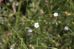 Dianthus benearnensis
