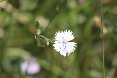 Dianthus benearnensis