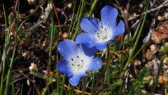 Nemophila menziesii menziesii