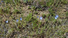 Nemophila menziesii menziesii