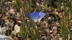 Nemophila menziesii menziesii