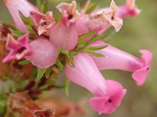 Image of Erica daphniflora by (c) Nicola van Berkel, some rights reserved (CC BY-SA)