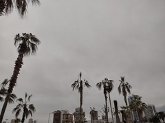 Nannopterum brasilianum