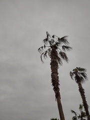 Nannopterum brasilianum