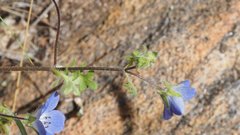 Nemophila menziesii menziesii