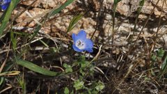 Nemophila menziesii menziesii