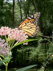 Danaus plexippus