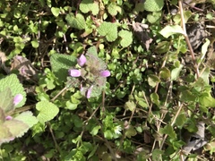 Lamium purpureum