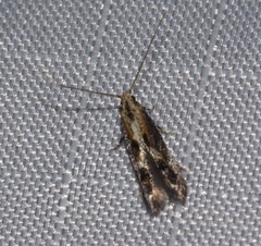 Blastodacna atra