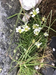 Mononeuria groenlandica