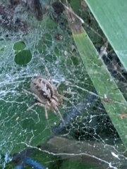 Agelena labyrinthica