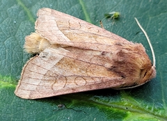 Hydraecia perobliqua