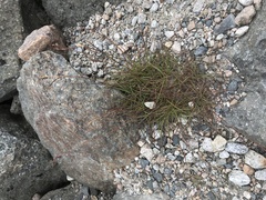 Luzula spicata