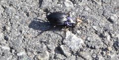 Carabus amplipennis