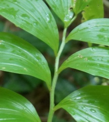 Polygonatum orientale